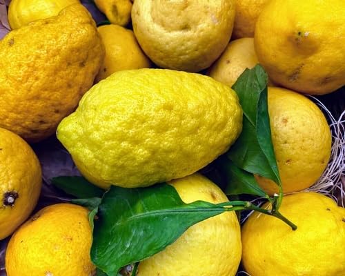 Yellow Etrog Seeds – Heirloom, Non-GMO, High Germination Organic Garden Seeds