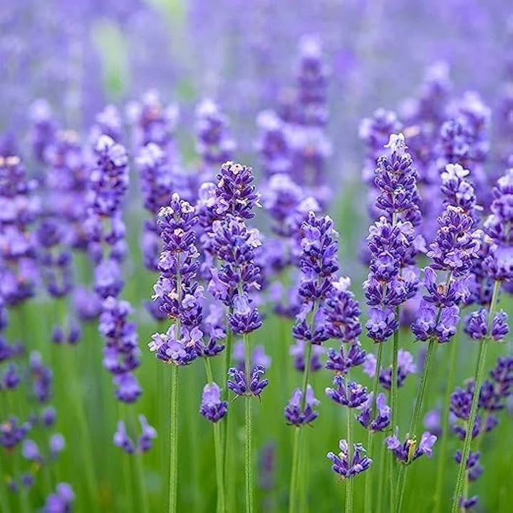 Purple Lavender Flower Seeds for Planting – Heirloom Non-GMO, High Germination Organic Garden Seeds