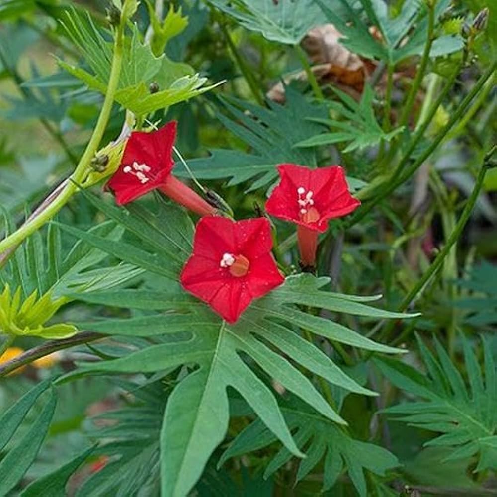 red cardinal flower seeds