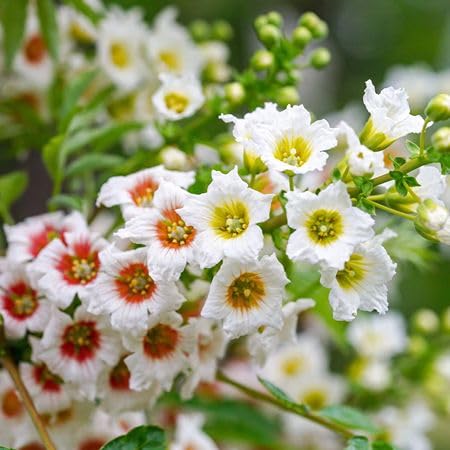 Red Yellow Xanthoceras Flower Seeds for Planting | Heirloom Non-GMO Organic