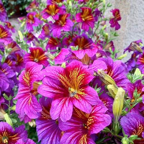 Semillas de Flores de Salpiglossis Morada – Semillas de Jardín Orgánicas Herencia No Modificadas Genéticamente de Alta Germinación
