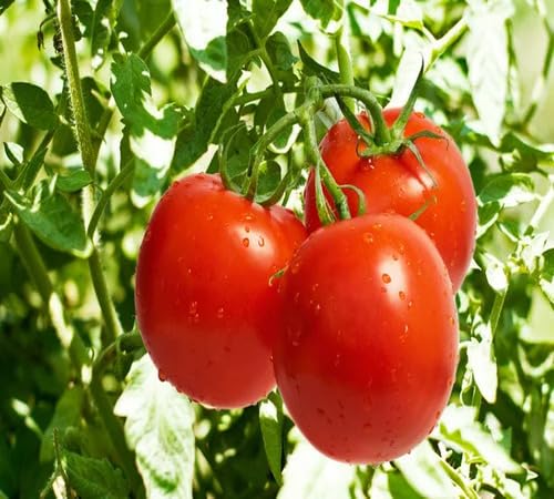 Tomaten Rote Samen – Alte Sorte, gentechnikfrei, hohe Keimrate Bio-Gartensamen Pflanzung
