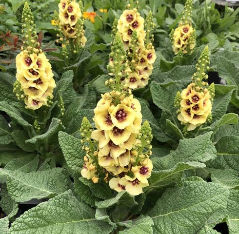 yellow verbascum flower seeds