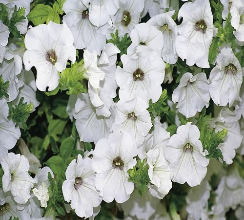 White Petunia Flower Seeds – Heirloom, Non-GMO, High Germination Organic Garden Seeds for Planting, Seeds for Planting
