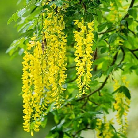 Yellow Laburnum Flower Seeds – Heirloom Non-GMO High Germination Organic Seeds