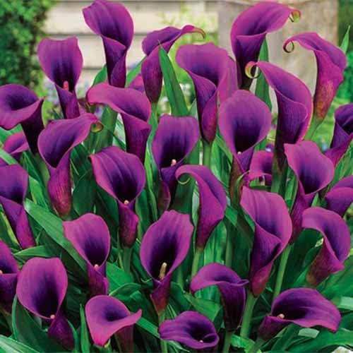 Purple Calla Lilly Flower Seeds – Heirloom, Non-GMO, High Germination Organic Garden Seeds for Planting