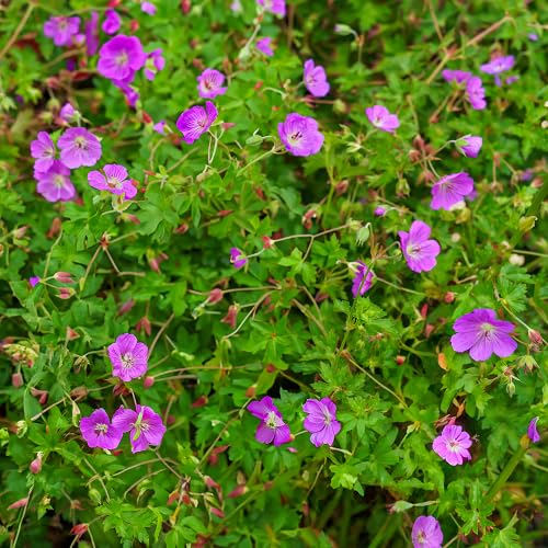 Pink Rozanne Flower Seeds Heirloom Non-GMO High Germination Organic Garden Seeds for Planting