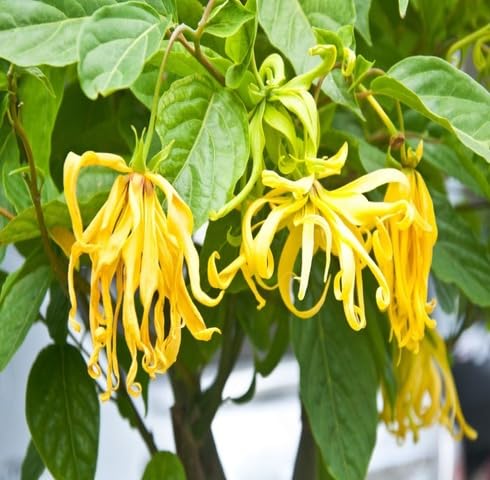 Yellow Ylang Flower Seeds for Planting | Heirloom Non-GMO High Germination Organic