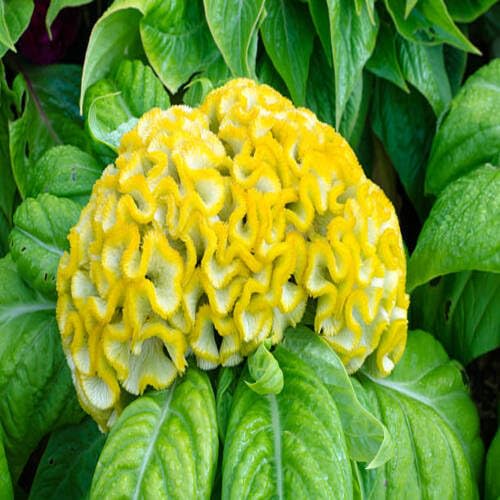 Yellow Cockscomb Flower Seeds – Heirloom, Non-GMO, High Germination Organic Garden Seeds