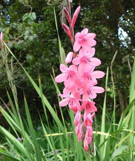 Watsonia Flower Seeds Pink – Heirloom Non-GMO High Germination Organic Garden Seeds for Planting