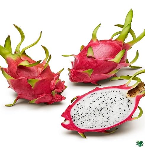 Pink Dragon Seeds – Heirloom, Non-GMO, High Germination Organic Garden Seeds