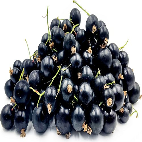 Black Currant Seeds – Heirloom, Non-GMO, High Germination Organic Garden Seeds