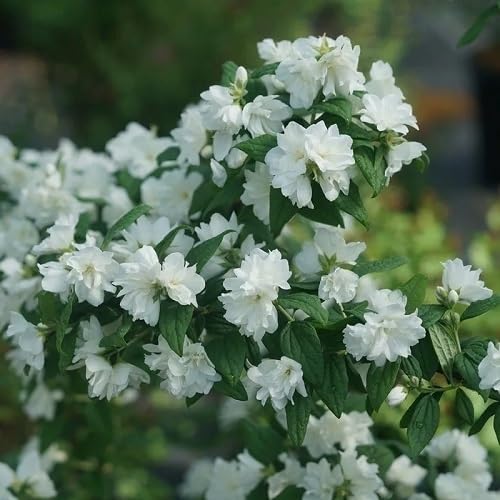 White Philadelphus Flower Seed Heirloom Non-GMO High Germination Organic Garden Seeds for Planting