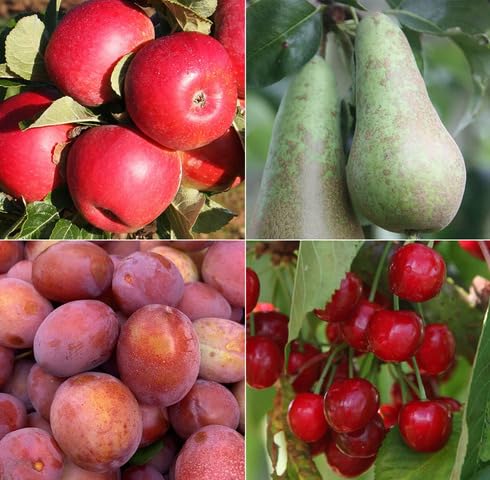 Mixed Patio Potted Fruit Seeds – Heirloom, Non-GMO, High Germination Organic Garden
