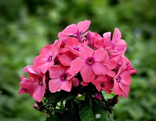 Pink Plumbago Flower Seeds – Heirloom, Non-GMO, High Germination Organic Garden Seeds for Planting Seeds for Planting