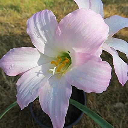 cooperanthuspinkflowerheirloomnongmohighgerminationorganicgarden flower seeds