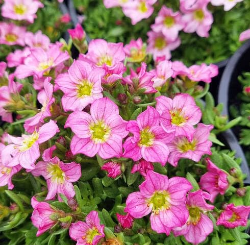 Pink Saxifraga Flower Seeds Heirloom Non-GMO High Germination Organic Garden Seeds for Planting