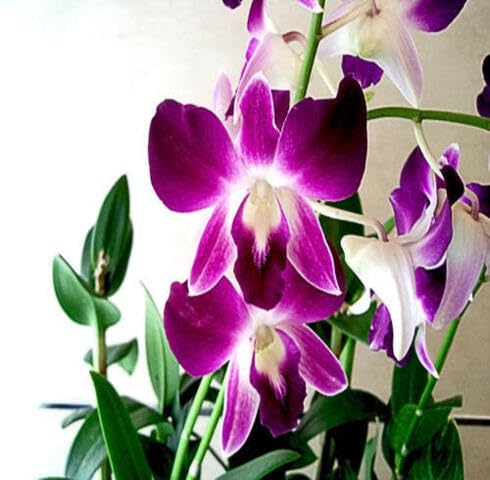 Violet Orchid Flower Seeds – Heirloom Non-GMO High Germination Organic Garden Seeds