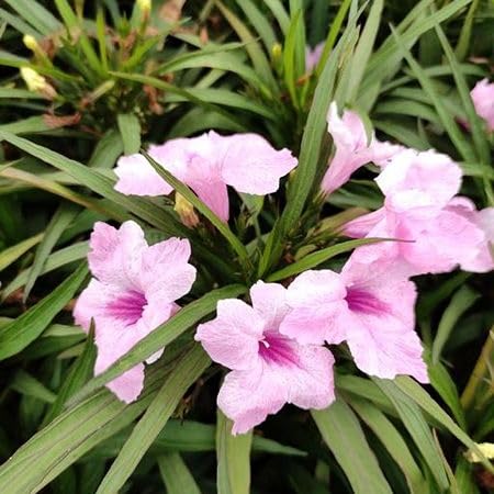 Pink Ruellia Tuberosa Flower Seeds Heirloom Non-GMO High Germination Organic Garden Seeds for Planting