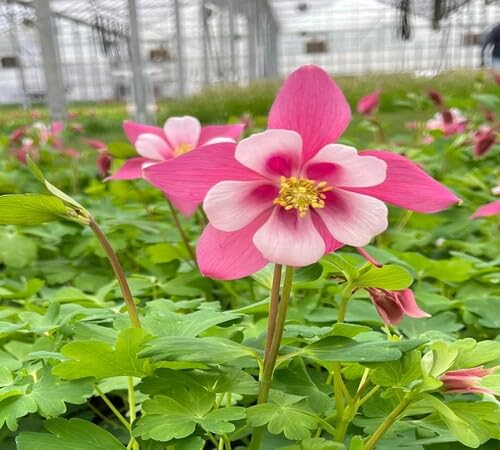 Pink White Aquilegia Flower Seeds – Heirloom Non-GMO High Germination Organic Garden Seeds