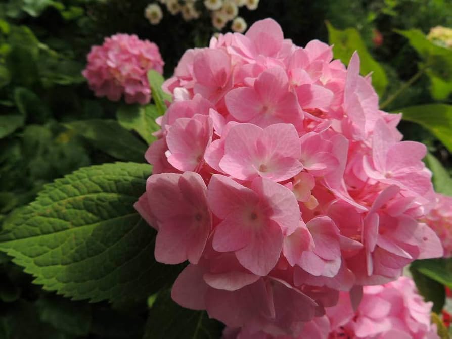 hydrangea macrophylla flower seeds