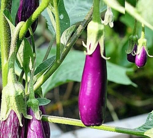 Violet Brinjal Seeds – Heirloom, Non-GMO, High Germination Organic Garden Seeds Planting