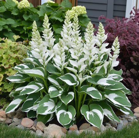 green white hosta seeds