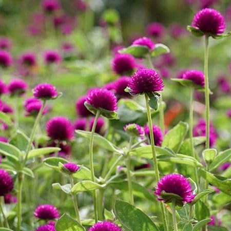 Purple Gomphrena Flower Seeds Heirloom Non-GMO High Germination Organic Garden Seeds for Planting
