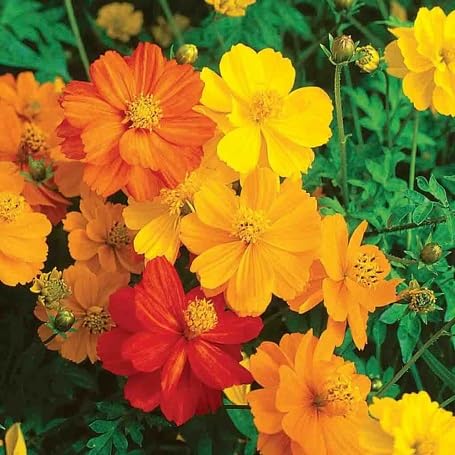 Perennial Cosmos Flower Seeds Mixed – Heirloom Non-GMO High Germination Organic Garden Seeds for Planting
