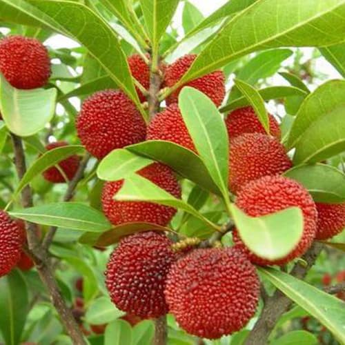 Red Bayberry Seeds – Heirloom, Non-GMO, High Germination Organic Garden Seeds