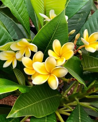 Yellow Plumeria Flowers Seeds – Heirloom Non-GMO High Germination Organic Garden Seeds