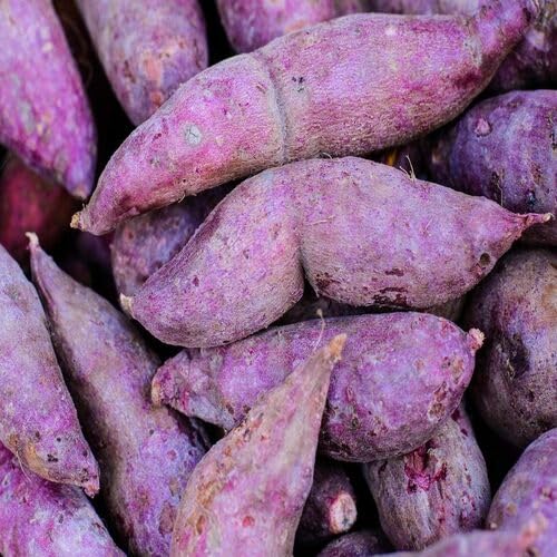 Purple Sweet Potato Seeds – Heirloom, Non-GMO, High Germination Organic Garden Seeds Planting