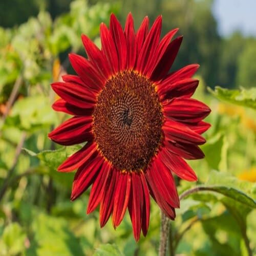 Sunflower Seeds Red Heirloom Non-GMO High Germination Organic Garden Seeds