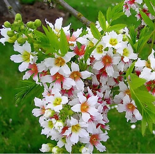 Xanthoceras Flower Seeds – Heirloom, Non-GMO, High Germination Organic Garden Seeds