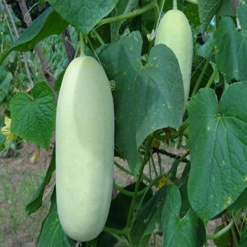 White Cucumber Seeds – Heirloom, Non-GMO, High Germination Organic Garden Seeds Planting