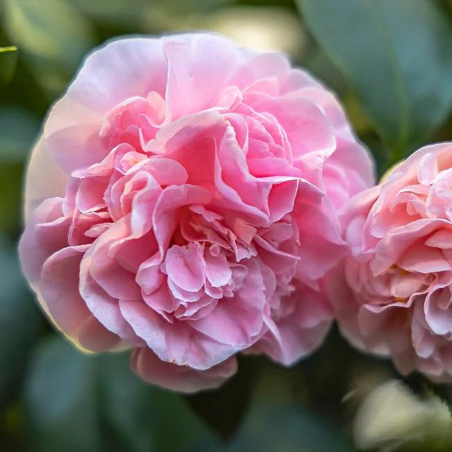 camellia japonica flower seeds