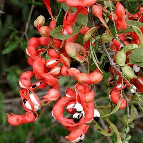 Red Pithecellobium Seeds – Heirloom, Non-GMO, High Germination Organic Garden Seeds