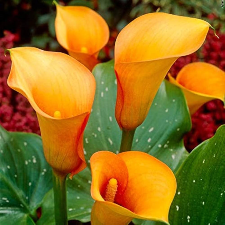 Orange Calla Lily Flower Seeds – Heirloom, Non-GMO, High Germination, Organic Garden Seeds