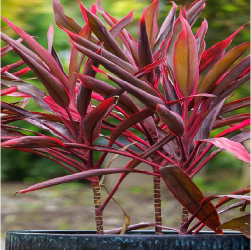 red cordyline flower seeds