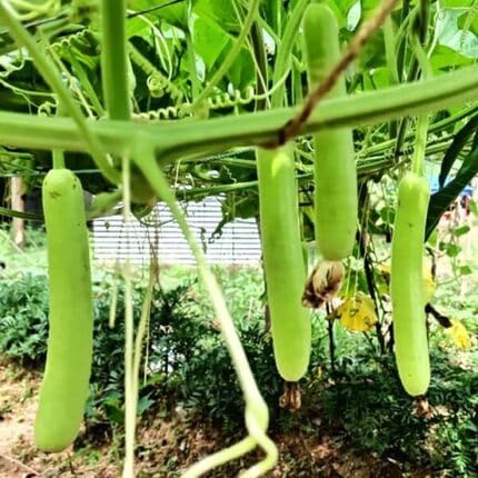 Green Bottle Gourd – Heirloom, Non-GMO, High Germination Organic Garden Seeds Planting