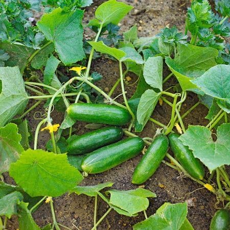 Gurke – Alte Sorte, gentechnikfrei, hochkeimfähig, Bio-Gartensamen pflanzen