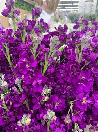 Matthiola Flower Seeds – Heirloom, Non-GMO, High Germination Organic Garden Seeds for Planting