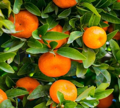 Orange Seeds – Heirloom, Non-GMO, High Germination Organic Garden Seeds