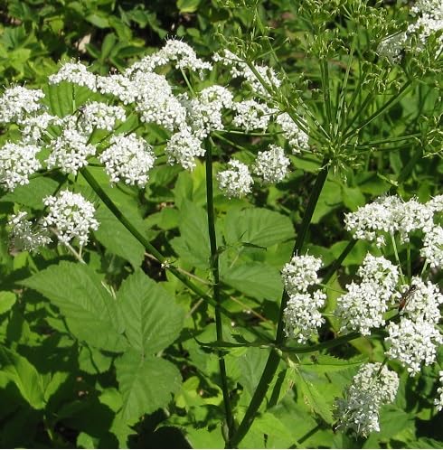 White Chaerophyllum Flower Seeds – Heirloom, Non-GMO, High Germination Organic Garden Seeds for Planting