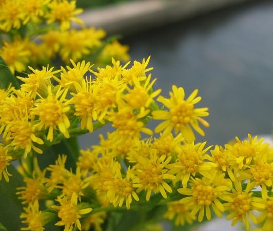 Solidago Speciosa Flower Seeds for Planting – Heirloom, Non-GMO, High Germination Organic Garden Seeds