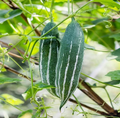 Green Trichosanthes Cucumerina Seeds – Heirloom, Non-GMO, High Germination Organic Garden Seeds Planting