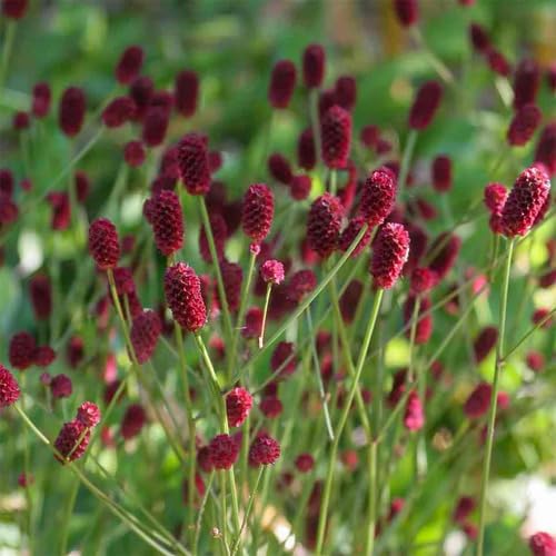 Maroon Sanguisorba Flower Seeds – Heirloom Non-GMO High Germination Organic Garden Seeds