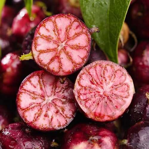 Red Ginseng Seeds – Heirloom, Non-GMO, High Germination Organic Garden Seeds