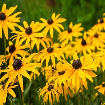 rudbeckia flower heirloom non-gmo seeds