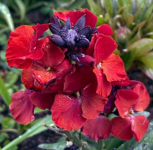rederysimumcheiriflowerheirloomnongmo flower seeds